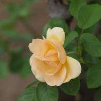 終盤の薔薇たち