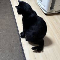 飛べ　めけｗ