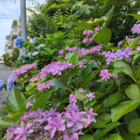 夏の足音