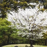 「桜＆ハナカイドウ2024」／旧芝離宮恩賜庭園