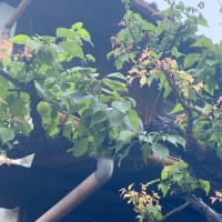便秘で心配