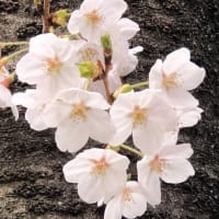 桜、満開・・・