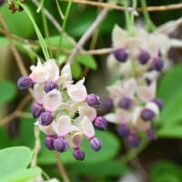 アケビとカリンの花