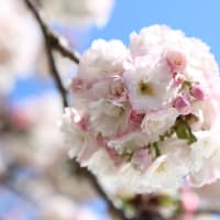 造幣局『桜の通り抜け』開幕