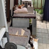 子だくさん