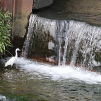 久しぶりの葉新散歩