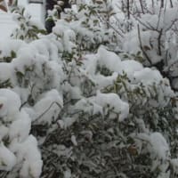 先週に続いて大雪となる