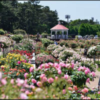 「敷島公園ばら園」の バラ