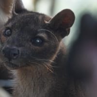 日本にはもういないんです・・フォッサのベザくん♪