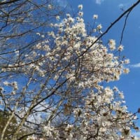 花満開！嬉しいな～(^^♪＆2ニャン仲良く爪とぎの上で・・・