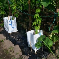 暑さにグッタリ　草刈は半分だけ　2025/06/30（鹿児島）