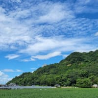 「原鶴のひまわり」