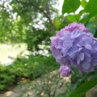 蘇州　虎丘　紫陽花と虎丘塔影園民俗文化展庁