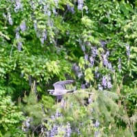 藤の花をバックに飛ぶハヤブサ