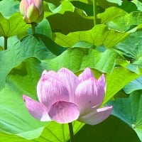 「大賀ハス」／小石川後楽園