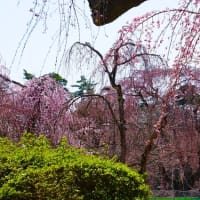 みちのく三大桜の旅（弘前公園）