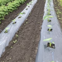 芋類が順調に成長