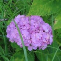 田舎へ　７月