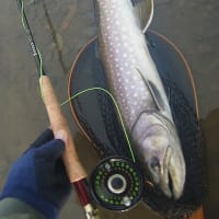 北海道・晩秋のアメマス