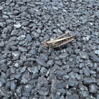 オサンポ walk - 昆虫insect : 越冬するバッタ(？) winter locust(?)