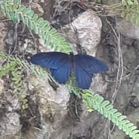 ゴールデンウイーク　嫁さんと生物園に行ってきました。