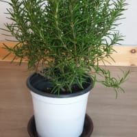 ハーブを育てる