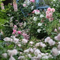 6月の庭へ模様替え「小春ちゃん（ワンコ）」＆「ローゼンドルフ・シュパリースホープ」