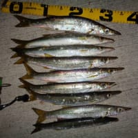 魚入ってきました