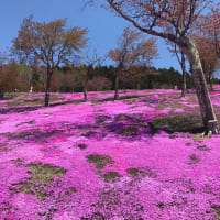 滝上（たきのうえ）の芝桜