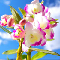 開花がはじまったデンドロビウム、白雲浮かぶ青空を背景として（３月）