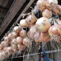 タマネギ「ネオアース」は２つの方法で本格乾燥