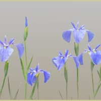 花菖蒲が咲きはじめた⑥