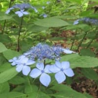 あじさいの花は 嫌い（相模原北公園2025）