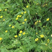 八幡平の花〜その３