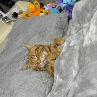 あなたは何ですか。