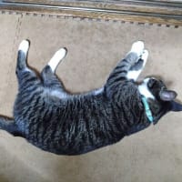  7月6日（日）ももちゃん脱走？！
