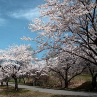 福島桜巡り　磐梯山牧場の桜並木　その１