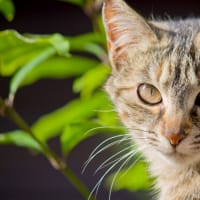  LE CHAT DE GOUTTIÈRE　　野良猫