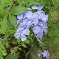 ルリマツリが咲きました