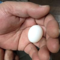 シロハラインコ３個目産卵