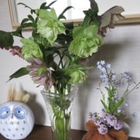 タイムもわすれな草も***