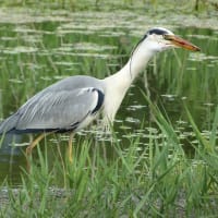 アオサギの捕食
