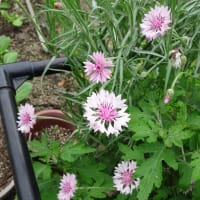 ガウラの花が咲きました