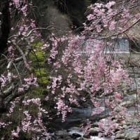粟野の枝垂れ桜