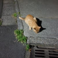 Ｎｅｗ茶トラ