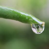 6/10　めぐり～雨上がりの朝💧