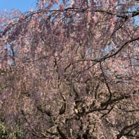 風に舞う、満開の桜と春の記憶
