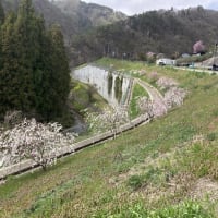 浅川ダム直下の土手に花モモ移植、ピンクムーンが西の山に沈みました！