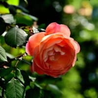 バラ　６（山下公園）