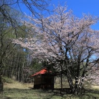 オキノ桜2024